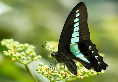 mata hewan dengan penglihatan tajam warna terbaik